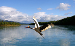 Stork Background Wallpapers 31950