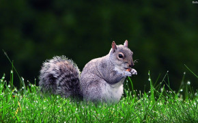 Squirrel Best HD Wallpaper 31924