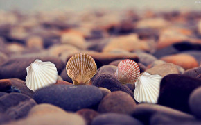 Seashell Background HD Wallpapers 31819