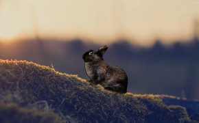 Rabbit Background HD Wallpapers 31744