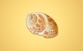 Seashell HD Background Wallpaper 31826