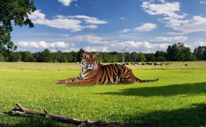 Tiger High Definition Wallpaper 32003