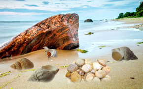 Seashell Best HD Wallpaper 31822