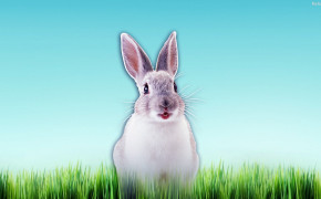 Rabbit HD Background Wallpaper 31752