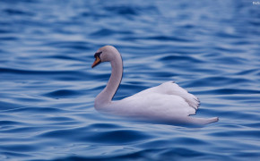 Swan Background Wallpapers 31982