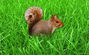 Squirrel HD Desktop Wallpaper 31927