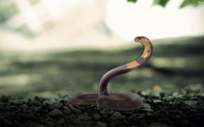Snake Background HD Wallpapers 31884