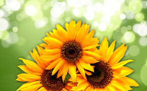 Sunflower Wallpaper 31977