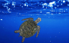 Turtle HD Wallpapers 32027