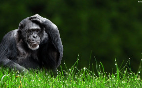 Monkey Background HD Wallpapers 31596