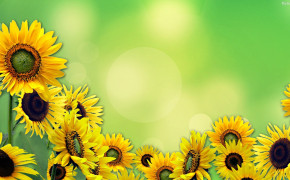 Sunflower Background Wallpapers 31966