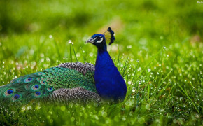 Peacock Background Wallpapers 31682