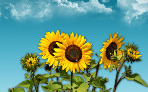 Sunflower Best HD Wallpaper 31967