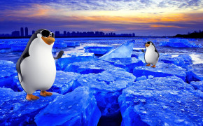 Penguin HD Desktop Wallpaper 31699