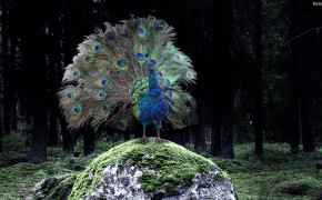 Peacock Desktop Wallpaper 31686