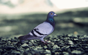 Pigeon Wallpaper HD 31722