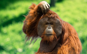 Orangutan Desktop Wallpaper 31612