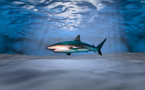 Shark HD Background Wallpaper 31843