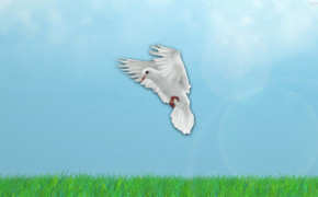 Pigeon Background Wallpapers 31712