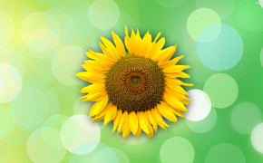 Sunflower HD Background Wallpaper 31971