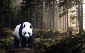 Panda HD Desktop Wallpaper 31646
