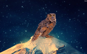 Owl Desktop Wallpaper 31630