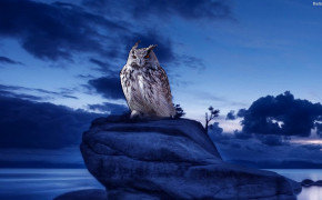 Owl HD Desktop Wallpaper 31631