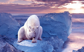 Polar Bear HD Background Wallpaper 31730