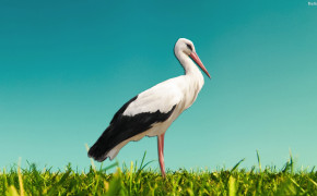 Stork Background HD Wallpapers 31948