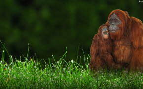 Orangutan HD Wallpaper 31614