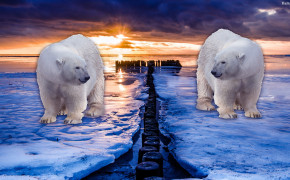 Polar Bear Wallpaper HD 31735