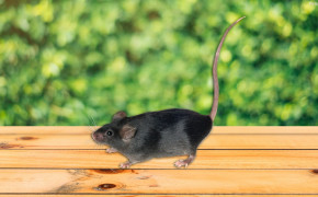 Rat Mouse Wallpaper HD 31782