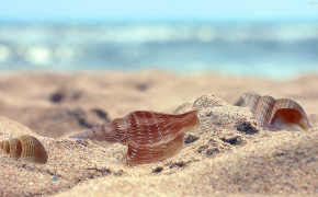 Seashell HD Wallpaper 31828