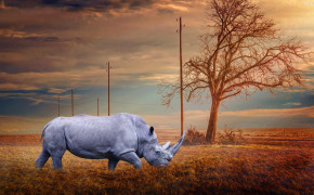 Rhino Widescreen Wallpapers 31799