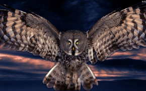Owl Widescreen Wallpapers 31636