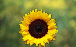 Sunflower Background HD Wallpapers 31964