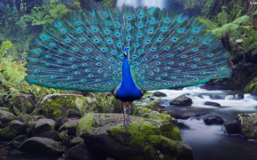 Peacock Best HD Wallpaper 31683