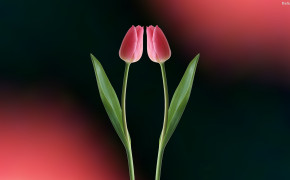 Tulip High Definition Wallpaper 32017