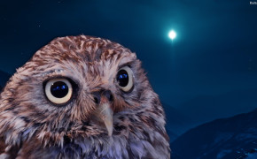 Owl HD Wallpapers 31633