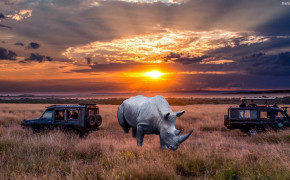 Rhino Desktop Wallpaper 31791