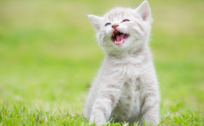 Cute White Kitten 03309