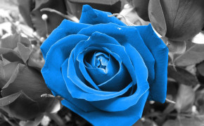 Blue Rose HD Wallpapers 34463