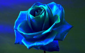 Blue Rose Best HD Wallpaper 34455