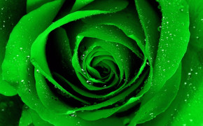 Green Rose Wallpaper HD 34625