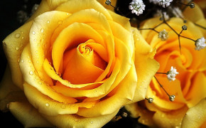 Yellow Rose HQ Background Wallpaper 35214