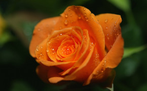 Orange Rose Best HD Wallpaper 34979