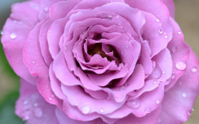 Lavender Rose Widescreen Wallpapers 34920