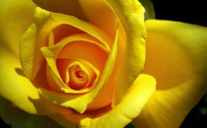 Yellow Rose Best HD Wallpaper 35204