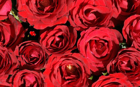 Red Rose Widescreen Wallpapers 35051