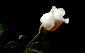 White Rose Wallpaper 35197
